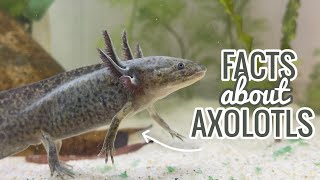23 Fascinating Facts About Axolotls