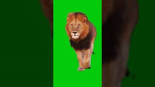 Download lagu Singa Green Screen #singa #greenscreen #greenscreenvideo #shorts #short #predator #youtuber mp3