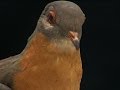 Last Surviving Passenger Pigeon on Display 