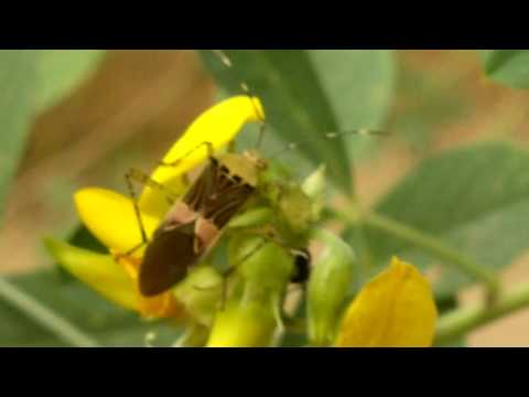 Insectos del Jardin Villarrica Paraguay