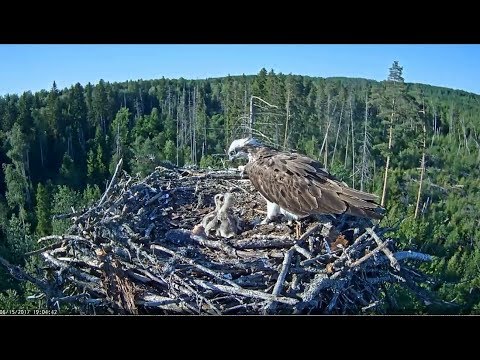 2017/06/15 19h04m Estonia Osprey ~A fight between the siblings~