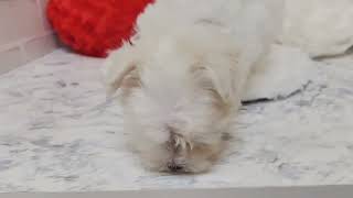 ハーフ犬の動画01