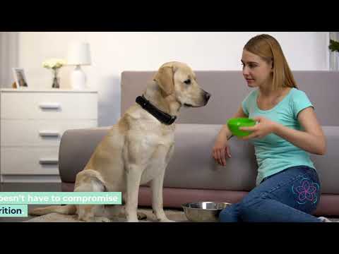 Essential Guide to Choosing the Best Dog Food for Your Furry Friend