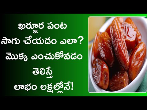 kharjura farming in telugu