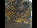 bees at market