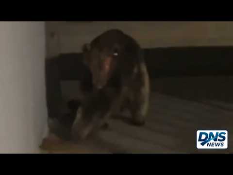FEAR in Colorado: Raw Night-Vision Video CAPTURES Chupacabra