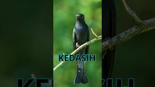Download lagu Suara burung kedasih, pertanda kematian kian dekat #shorts #wantarakicau mp3