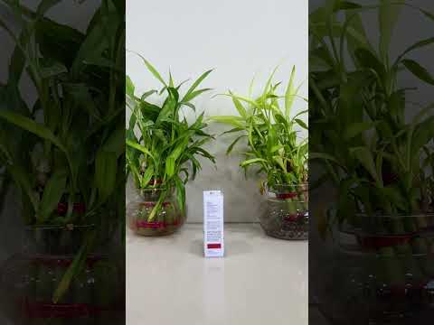 Pantoprazole injection (pantam injection), 1x40mg vial, pres...