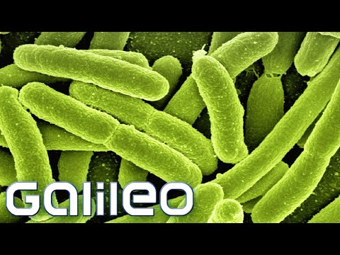 Video Thumbnail: Die Bakterienfabrik: So werden damit Lebensmittel hergestellt! | Galileo | ProSieben