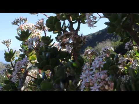 2014 01 02 Hermigua La Gomera Blühende Aeonium lindleyi