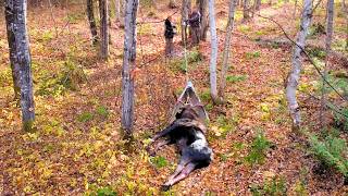 HOW TO Get a Big Moose Out of the Woods