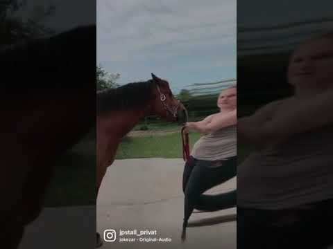 Pferd wird eingesaugt