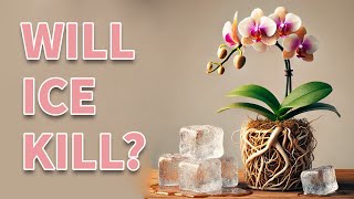 Can You Water An Orchid With Ice Cubes ( Experiment )