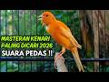 MASTERAN KENARI GACOR NGEROL PANJANG COCOK UNTUK PANCINGAN Kenari Paud AGAR Cepat GACOR
