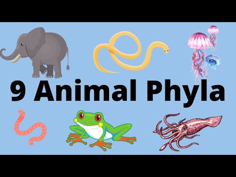 , title : '9 Main Animal Phyla'