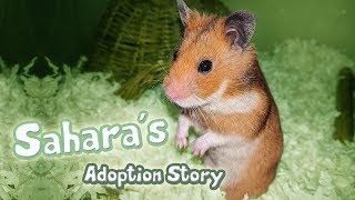 Meet Sahara | My Syrian Hamster Adoption Story