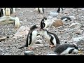 Pingüino Papúa