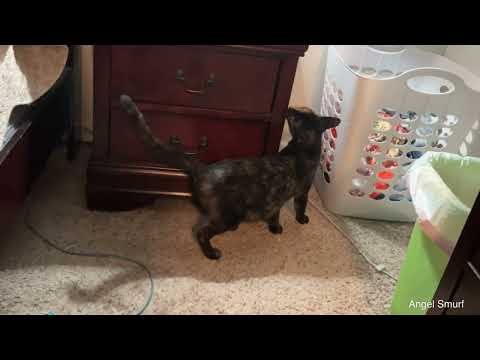 Stray Mamma Cat Comes Inside To Visit! #stray #rescue #cat #catvideos