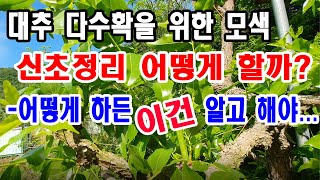 대추나무 다수확을 위한 순치기 방법 모색. 어떤 방법으로 순정리를 하든 이건 알고 해야. (대추 재배, 대추…