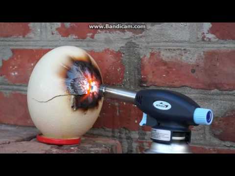 OEUF D AUTRUCHE VS CHALUMEAU