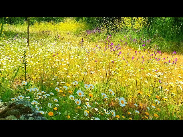 Relaxing Nature Ambience Meditation🌼GOOD MORNING SPRING NATURE THERAPY🌷Flowery MEADOW Healing Sounds SDDEFAULT Thumbnail