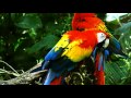 BIRDS OF PARADISE-- RAJSKIE PTAKI--- GINA T ...