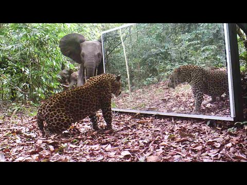 Gabon' Jungle: An Elephants Family Refuses to Share A Big Mirror With A Leopard (Short Version)