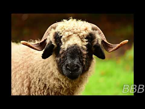 SCP 5033   A Pampered Sheep (please don't explode)