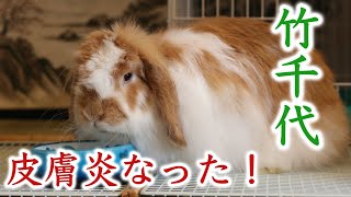 うさぎの竹千代が皮膚炎になっちゃった…不衛生が原因？