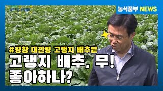 평창 고랭지 배추 무 작황 현장 점검