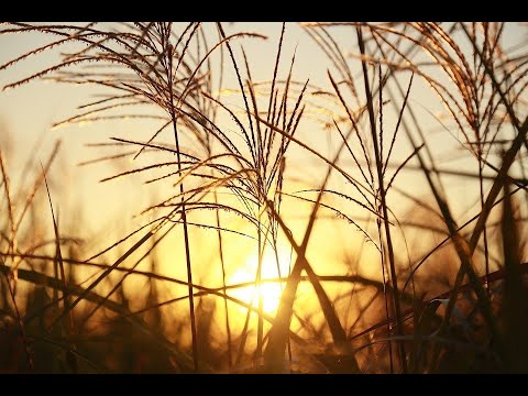 (찬양)십자가그사랑