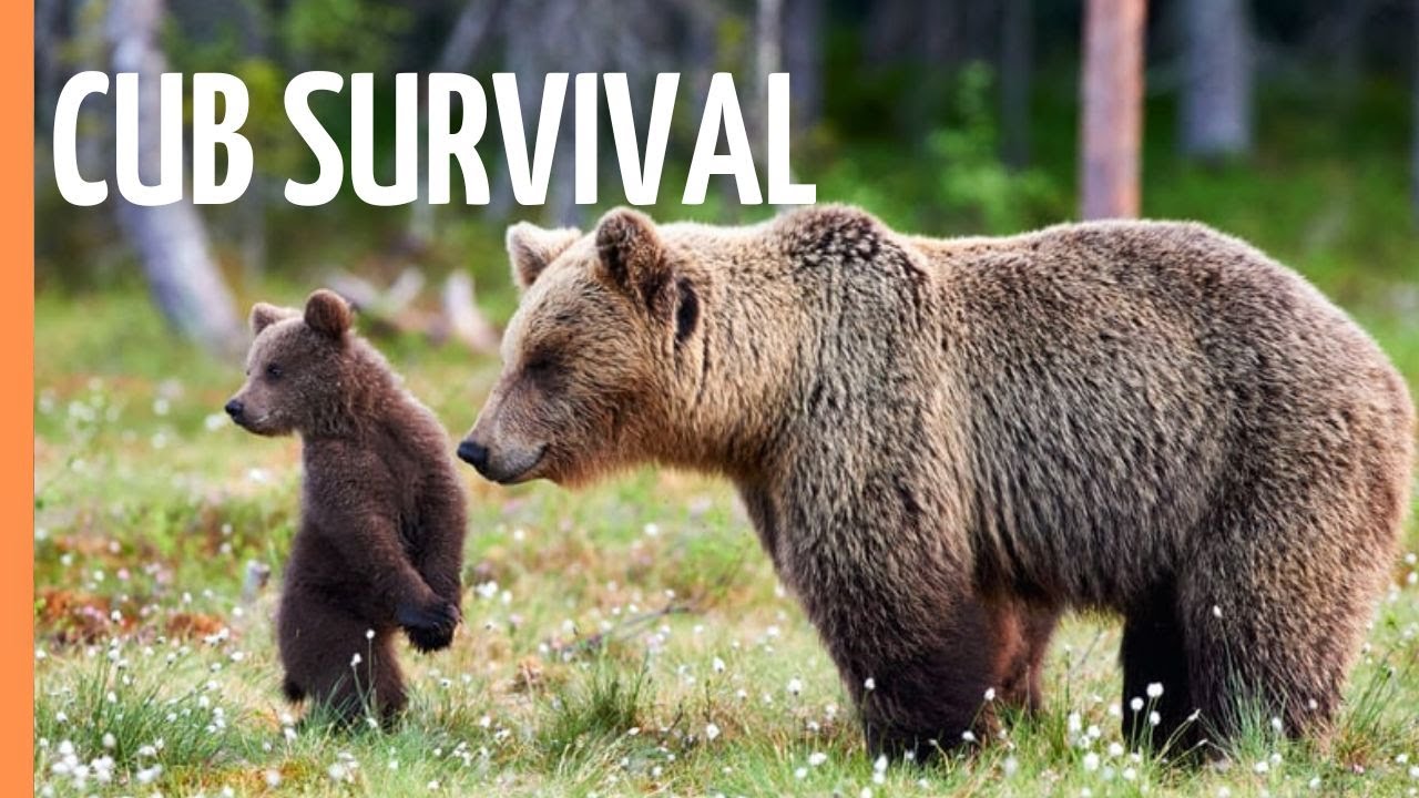 The Extraordinary Life of Scandinavia’s Bear Triplets