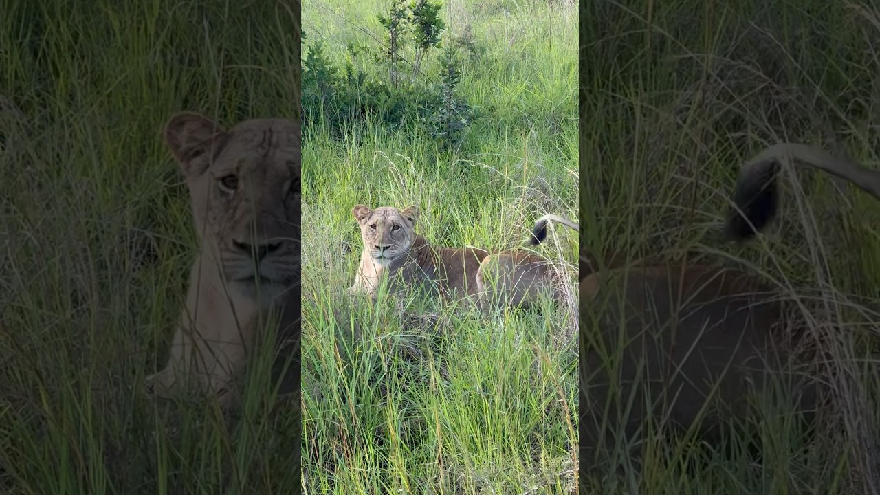 Akagera National Park Rwanda - Lion jump-scared me, almost dropped my phone out of the jeep