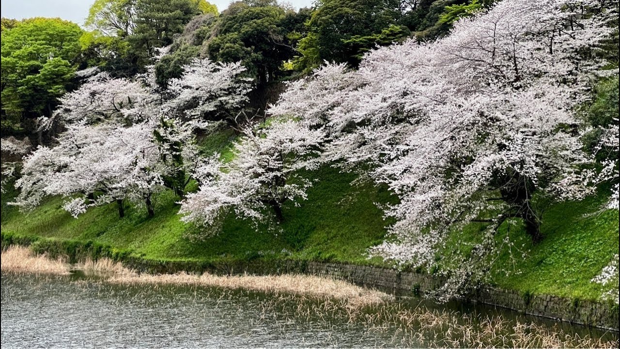 2026.4.5九段下さくら🌸お花見らいとアップライブTokyo VR がライブ配信中！