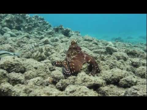 Hunting Octopus
