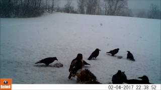 Red-tailed hawk vs relentless ravens