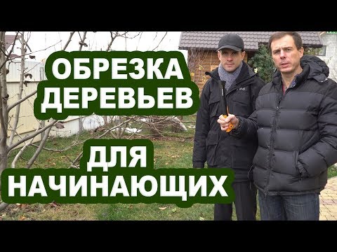 Виды обрезки плодовых деревьев