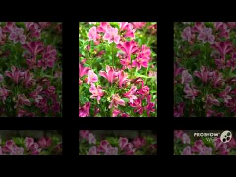 download lagu mp3 mp4 Amarcrinum, download lagu Amarcrinum gratis, unduh video klip Amarcrinum