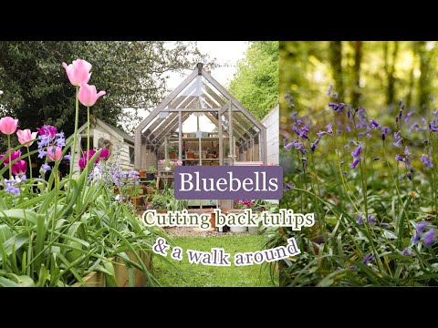 , title : 'Tulip trim, magical bluebell woodland & a walk around the garden'
