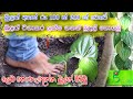 මේ විදිහට බුලත් වැවුවොත් කිසිම ලෙඩක් �