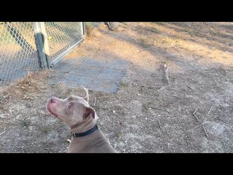 'Happy-go-lucky and energetic': Meet Crown, the Nebraska Humane Society's pet of the week