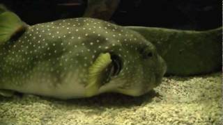 Aquarium Curator & Herpetologist - Career Spotlight