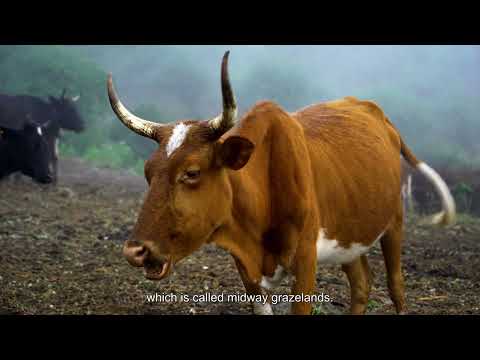 The Hyrcanian Forest - Culture and Diversity