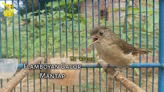 Download lagu Flamboyan Gacor Ngerol Nembak mp3