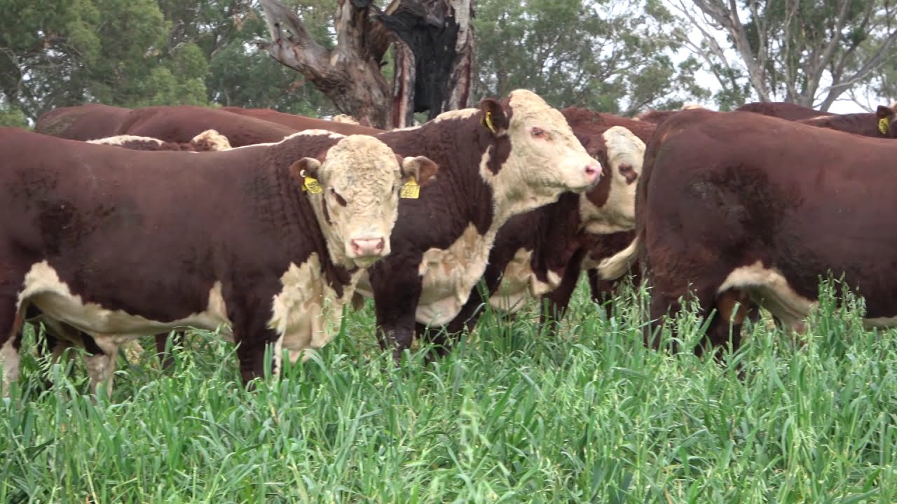 Bowen Poll Hereford 2020 Bulls BOWEN STUD