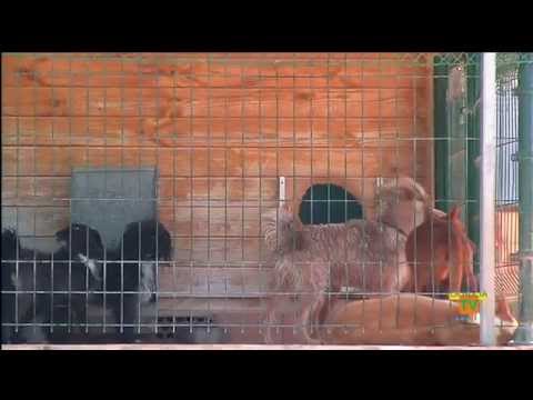 19/06/14 – 170 perros esperan un «nuevo amo»  en el Refugio Municipal de Animales