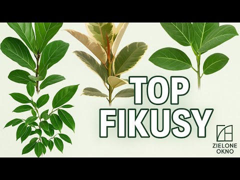 Który fikus dla Ciebie? Sprawdź zanim kupisz!