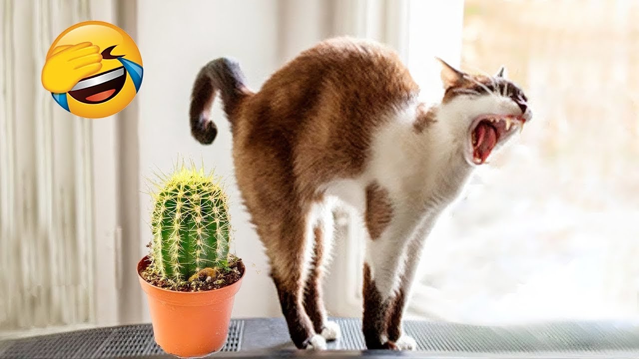 Naughty animals will make you die laughing 😂