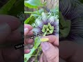 How To Hand Pollinate Passion Fruit Passionfruit Handpollination Gardeningtips