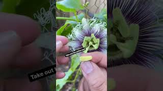 How to hand pollinate passion fruit #passionfruit #handpollination #gardeningtips